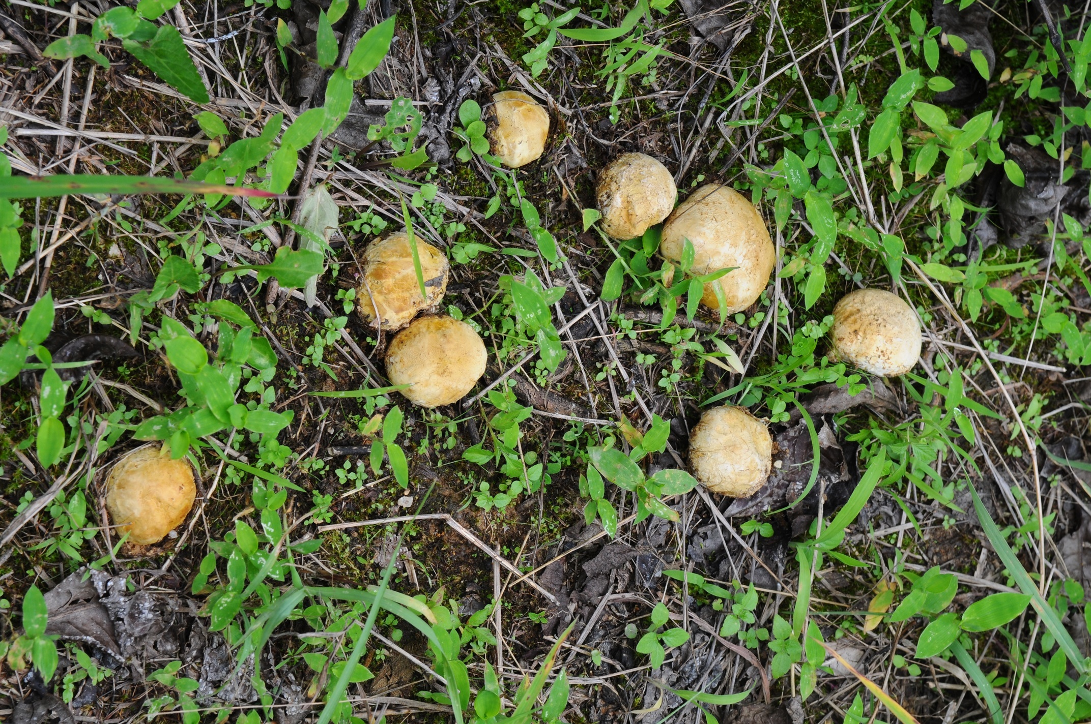 马屁泡 树窝 刷把菌 羊肝菌 一窝鸡 米汤菌