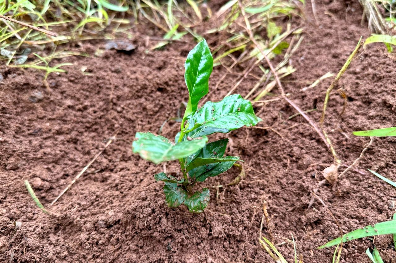 1753621642848679.jpg 4.jpg