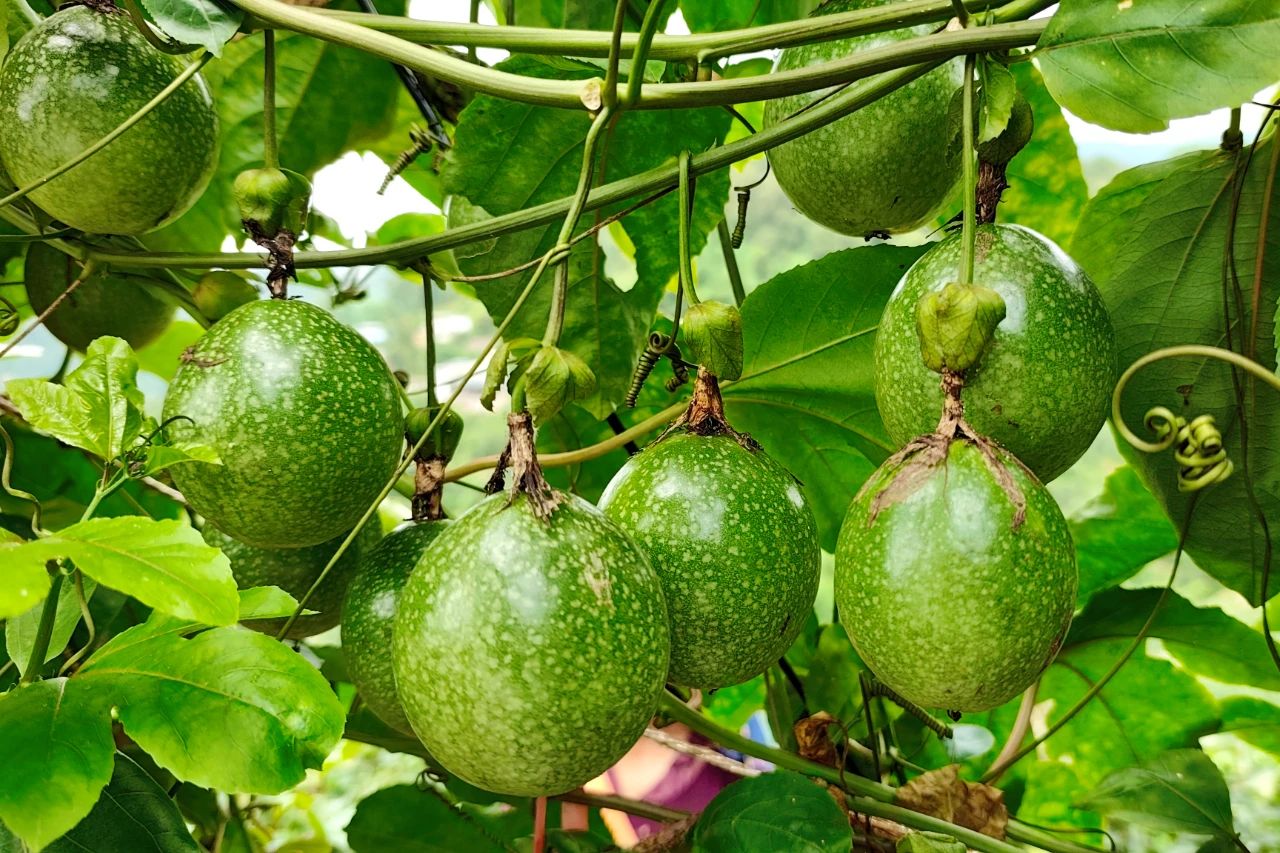 1755003111523769.jpg 2.jpg