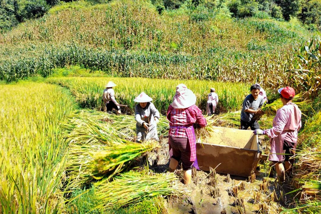 1759584503346056.jpg 5.jpg