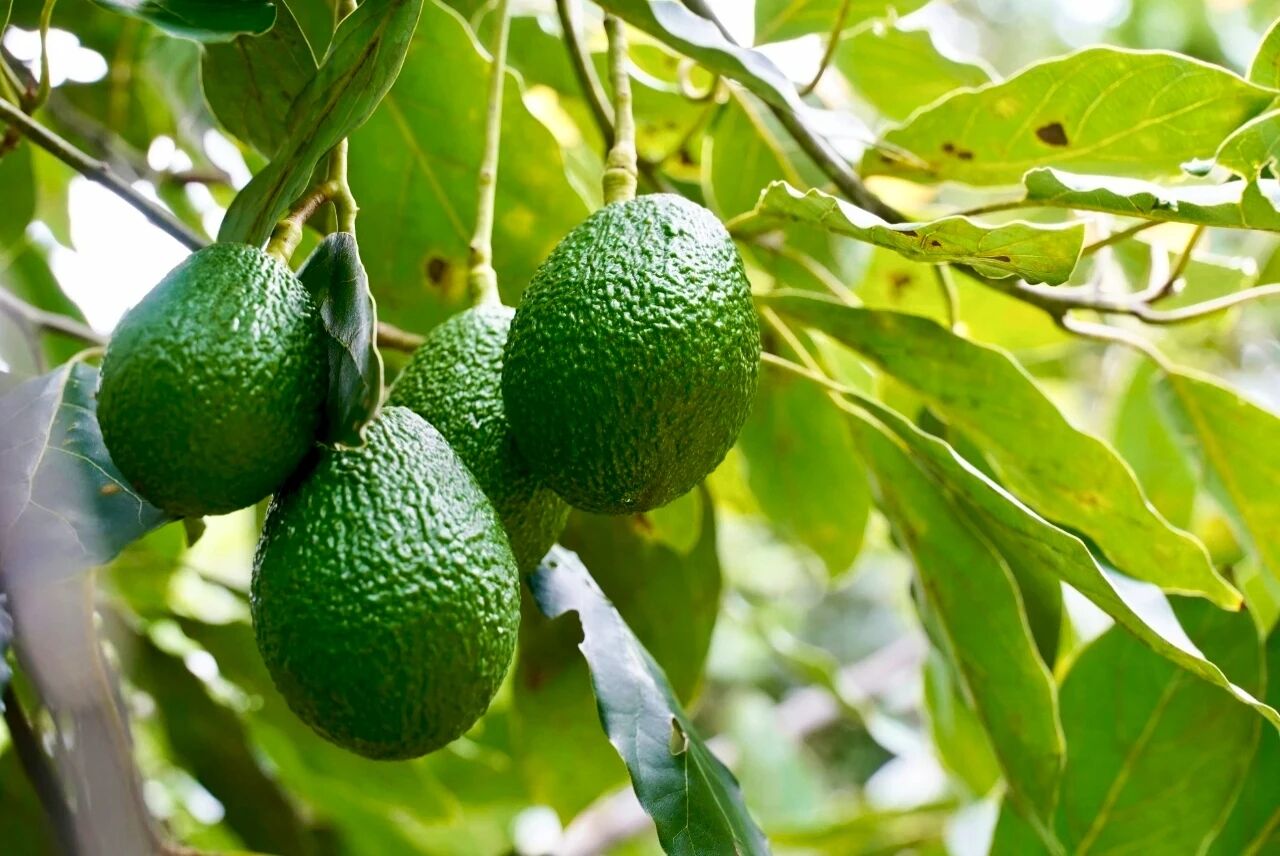 1759742027415032.jpg 4.jpg