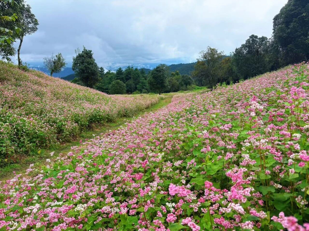 1760104972876372.jpg 5.jpg