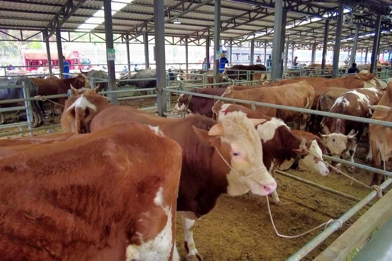 1762345025241755.jpg 3.jpg