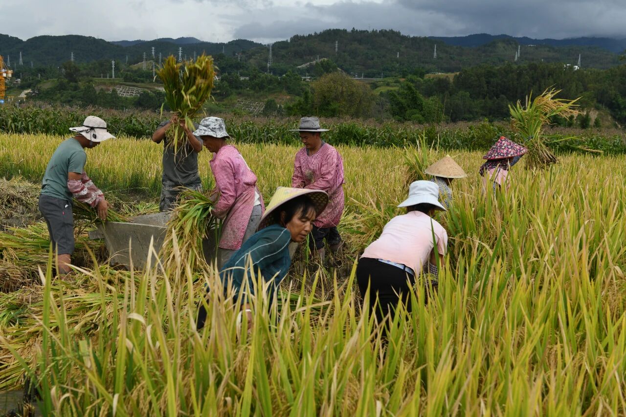 1763293629912417.jpg 1.jpg