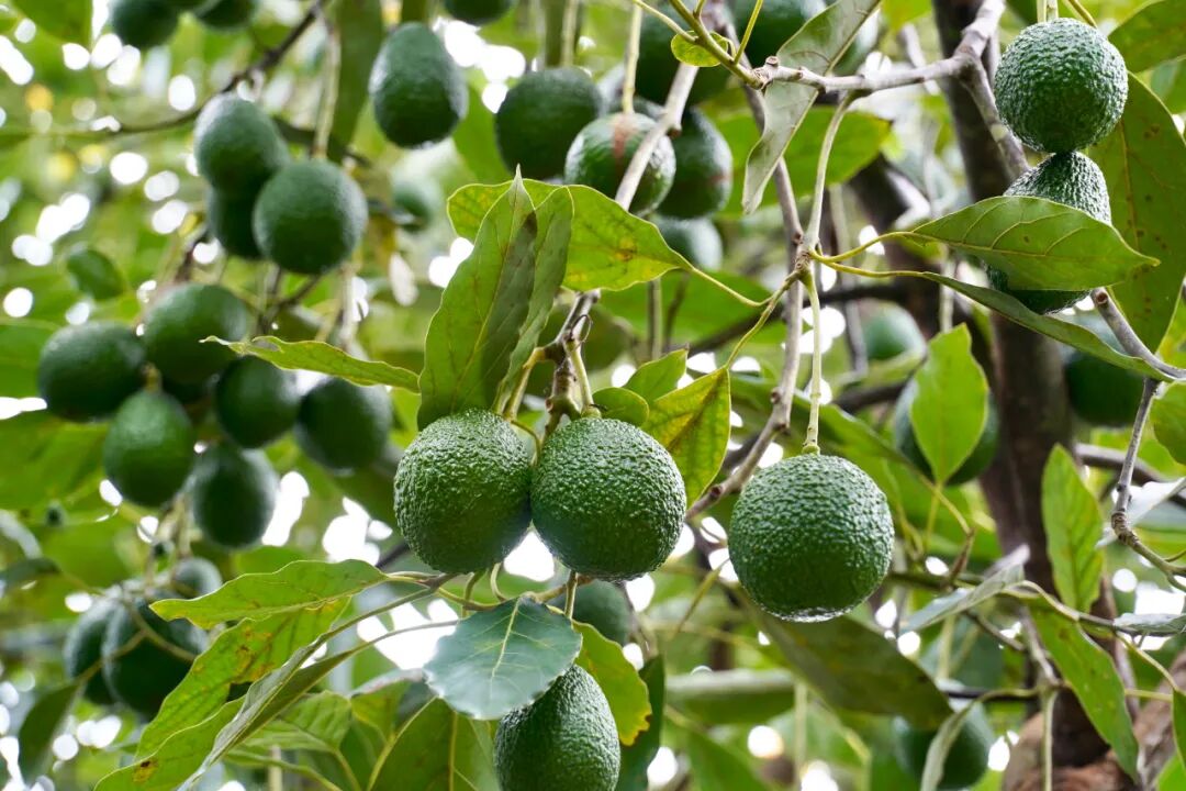 1763293647590116.jpg 4.jpg