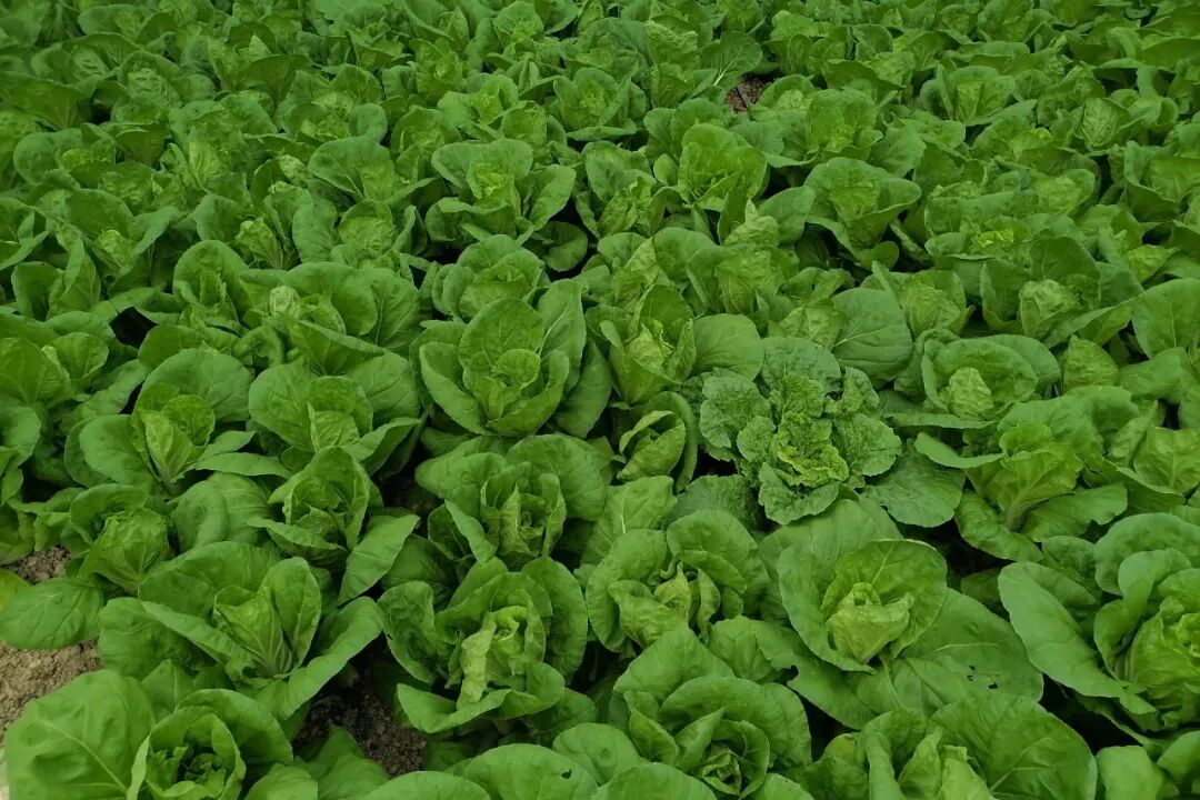 1763293650506550.jpg 5.jpg