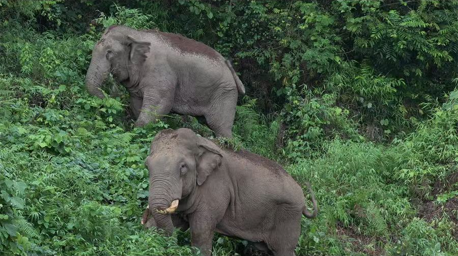 1767340443945770.jpg 2.jpg