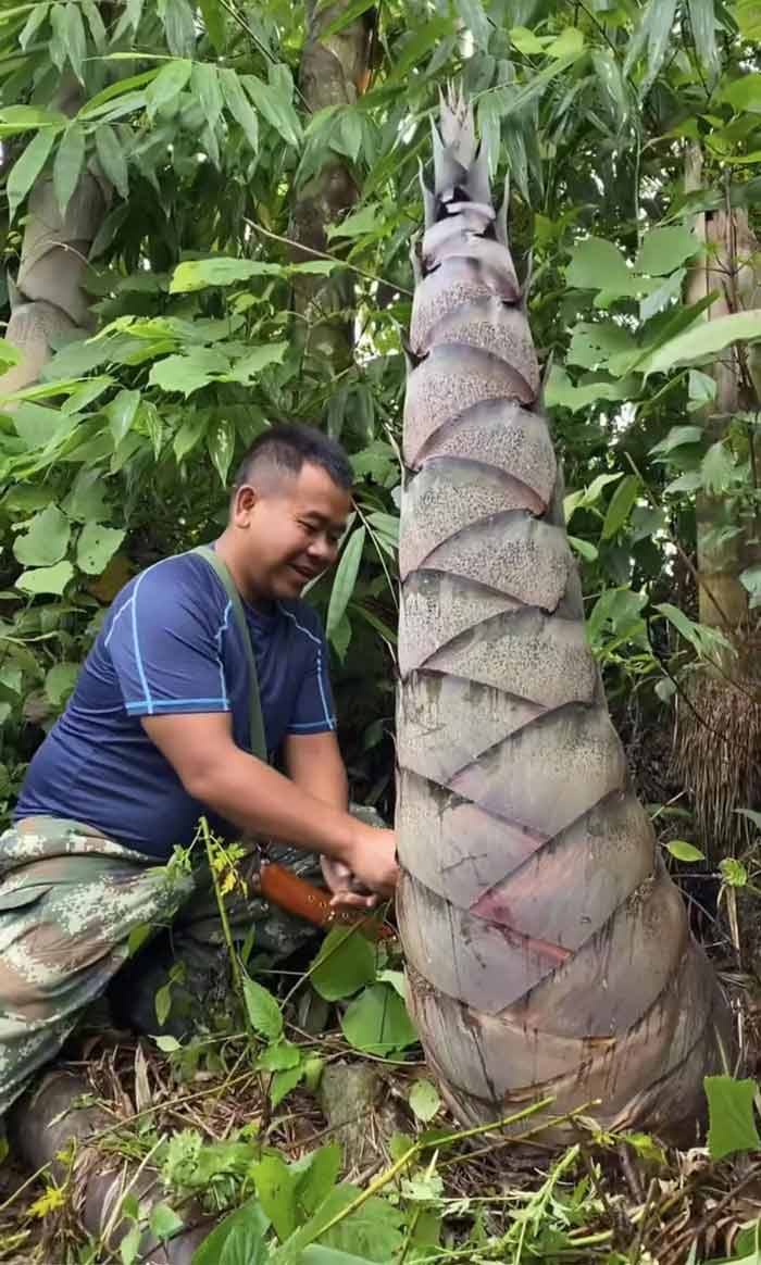 临沧沧源巨龙竹大产业活